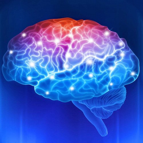 Brain Brain