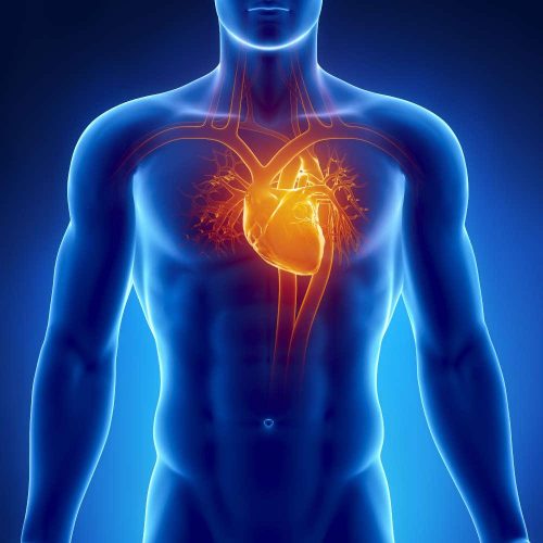 Heart Health Heart Health